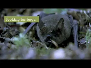 Image: Great news for pekapeka! | New Zealand nature news