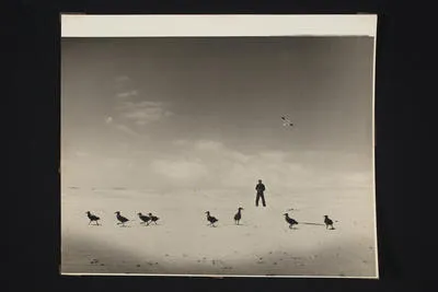 [Unidentified photographer standing amongst nine black-backed gulls - Muriwai Beach]