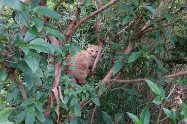 Domestic Cat Image: Domestic Cat