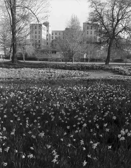 Looking over Daffodil Lawn, North Hagley Park t... (PB0517/442)
