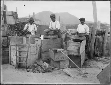 Image: Cleaning Kauri gum, Northland