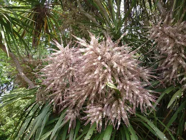 Image: New Zealand cabbage tree