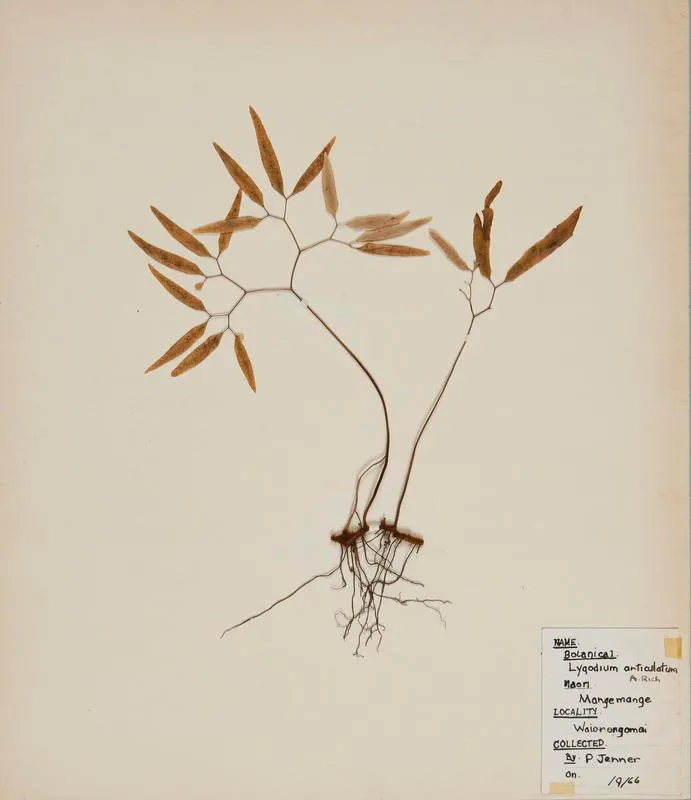 Mangemange (Lygodium articulatuna)