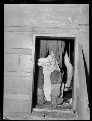 Image: Sheep shearing at Ohinewairua Station