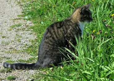 Domestic Cat Image: Domestic Cat