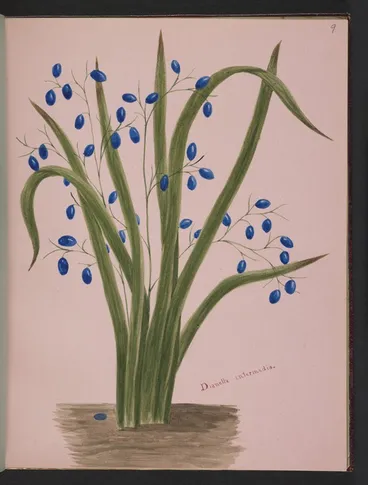 Image: Burton, Clelia, 1878-1952 :Dianella intermedia [ca 1900]