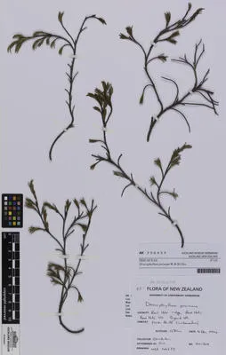 Dracophyllum pronum