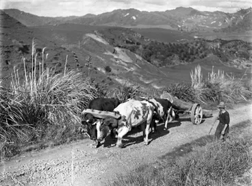 Image: Bullock team hauling a rata log to the 'Wilkinson's Castle' construction site