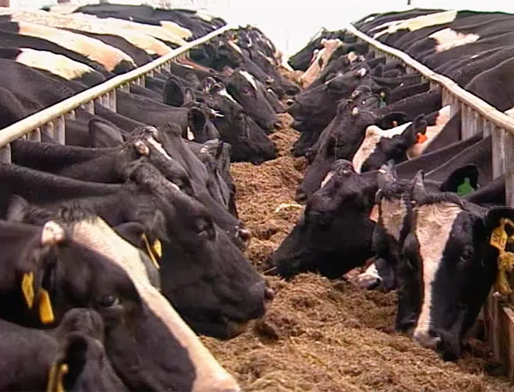 Country Calendar - Cow World