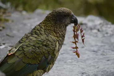 Image: Kea