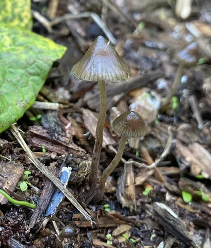 Psilocybe tasmaniana