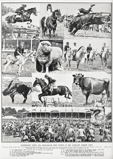 Image: Magnificent stock and spectacular ring events at the Auckland summer show