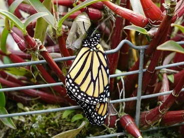 Image: Monarch