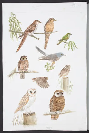 Image: Cuckoos and Owls