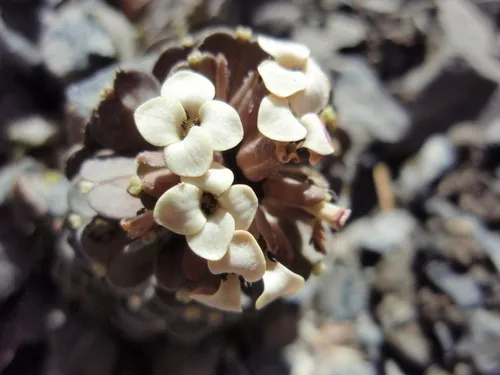 Notothlaspi rosulatum