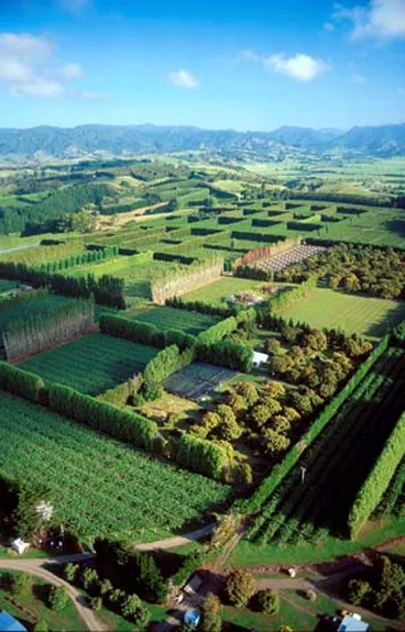 Image: Kiwifruit hectarage
