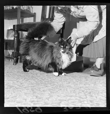 Image: Three legged cat being propped up by an elderly lady in her home