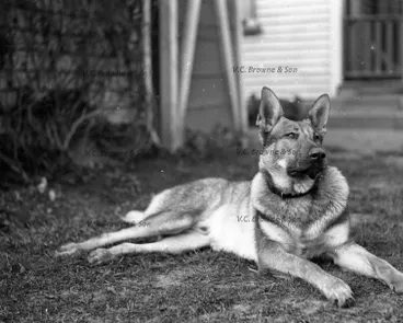 Image: Alsation Dog (PB1707/5)