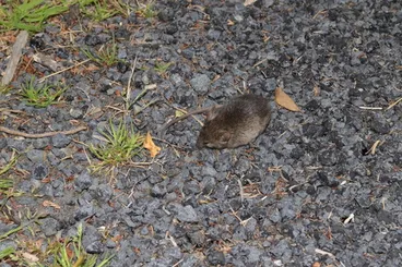 House Mouse Image: House Mouse