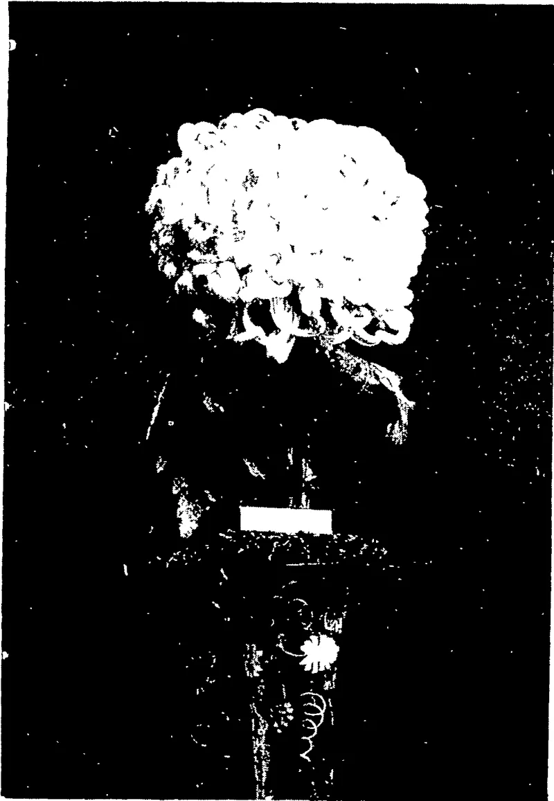 THE PREMIER BLOOM, ELSIE FULTON, Ihis remarkably handsome pure white bloom was me uded m Mr E. A. Humei's exhib.t of the best half-dozen Japanese chrysanthemums. (Otago Witness, 18 May 1904)