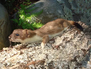 Image: Stoat