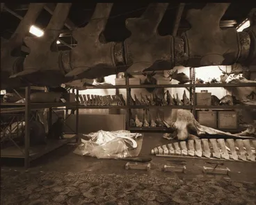 Image: Marine Mammal Room #6