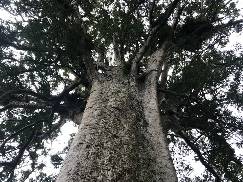 kauri