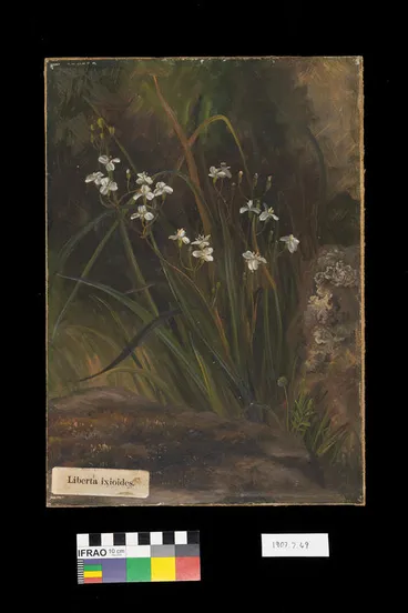Image: Painting: Libertia ixioides (mikoikoi/New Zealand iris)