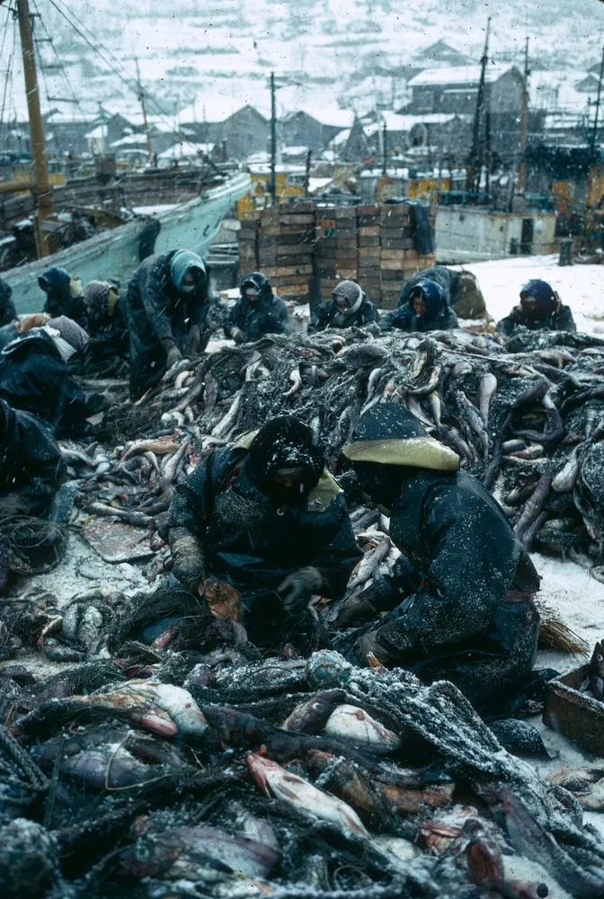 Japan Series: Hokkaido Fisherwoman