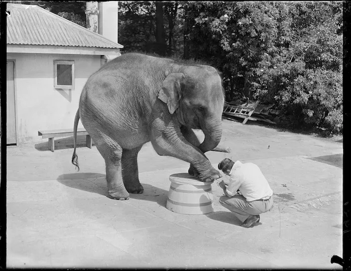 Elephant at Wellington Zoo
