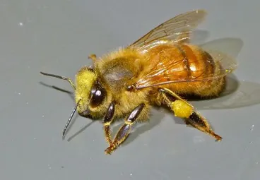 Image: Apis mellifera