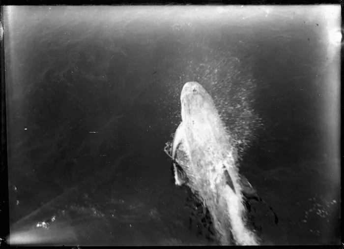 Dolphin Pelorus Jack
