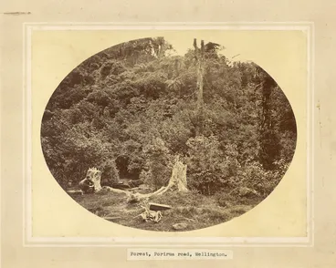 Image: Forest, Porirua Road, Wellington