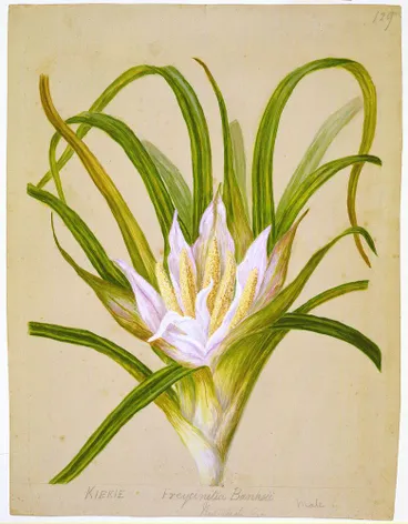 Image: Freycinetia baueriana subsp. banksii