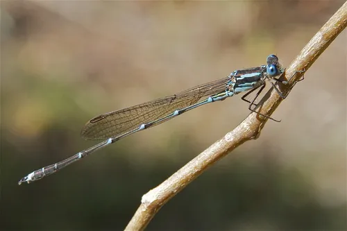 Blue Damselfly