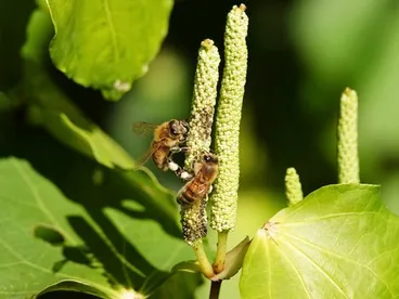 Image: Western Honey Bee