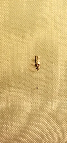 Trachypepla