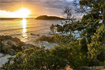 Golden Leaves Image: Golden Leaves