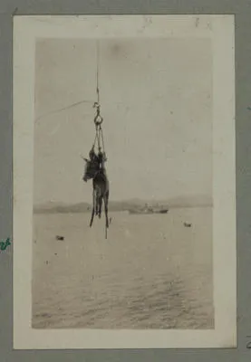 Shipping Donkeys for Transport Work