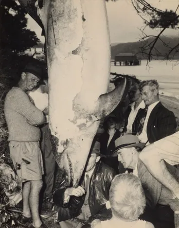 Image: Dr Turbot examining dead Opo, Opononi