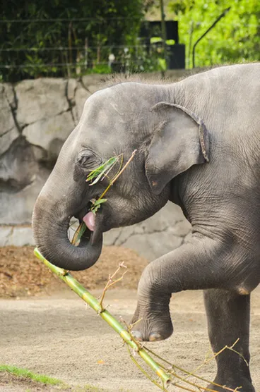 Image: Asian Elephant