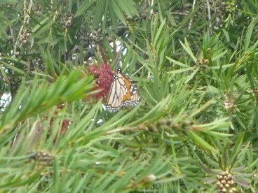Image: Monarch