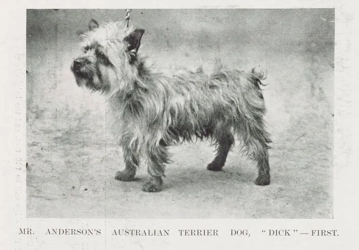 Mr. Anderson's Australian terrier dog, Dick - first