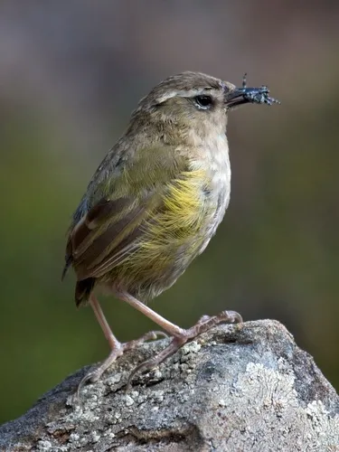 Rock Wren