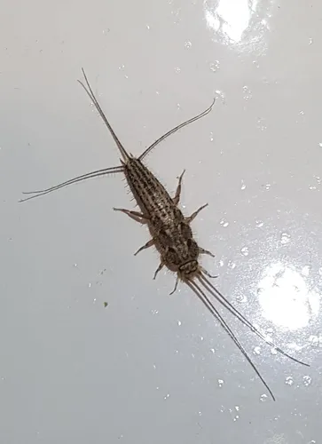 Four-lined Silverfish