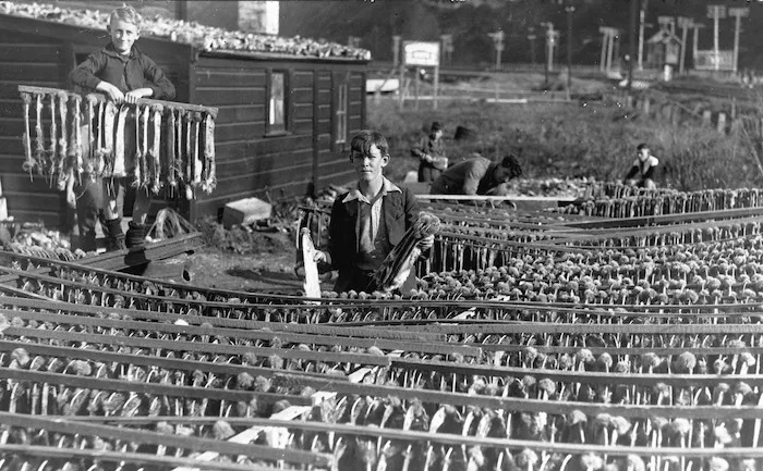 School boys hanging out rabbit skins to dry, at Petone