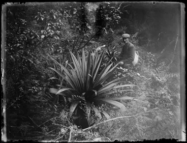Image: Fern, Tararua Range