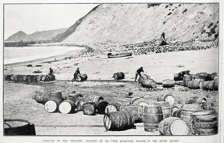 Massacre of the penguins: shipping of oil from Macquarie Islands, in the South Pacific