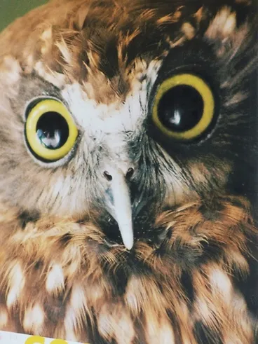 Image: Morepork