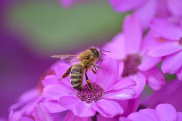 Image: honey bee